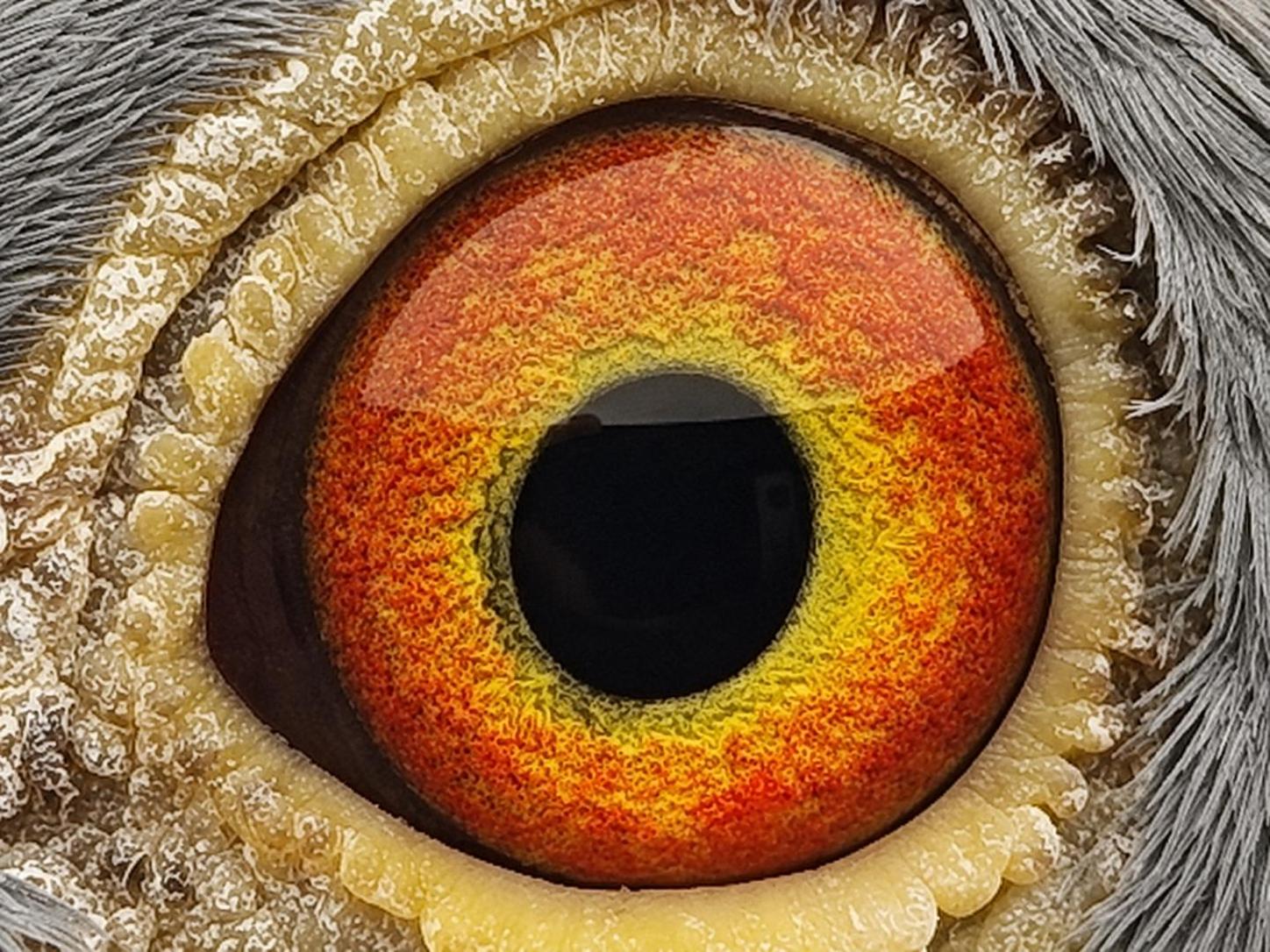 Pigeon eye